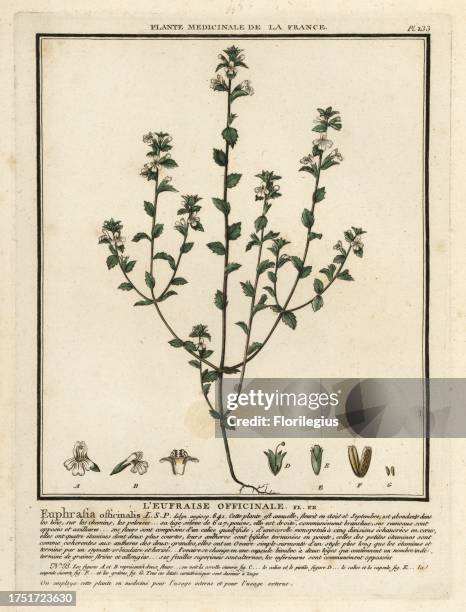 Eyebright or eyewort, Euphrasia rostkoviana. L'eufraise officinale, Euphrasia officinalis. Copperplate engraving printed in three colours by Pierre...