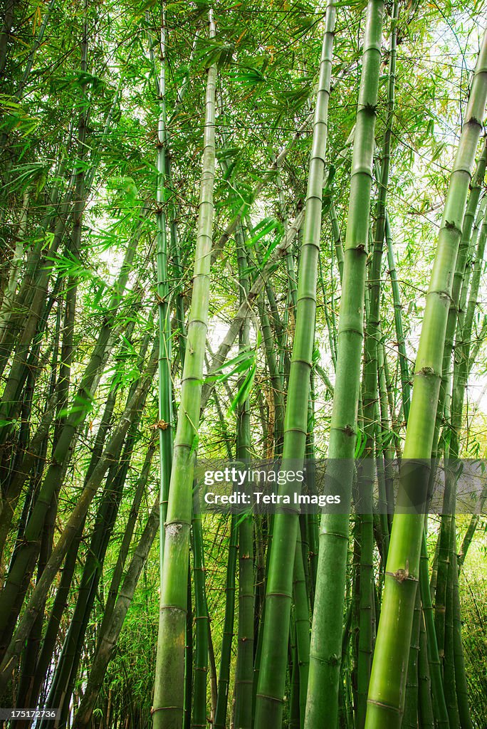 Jamaica, Bamboo grove