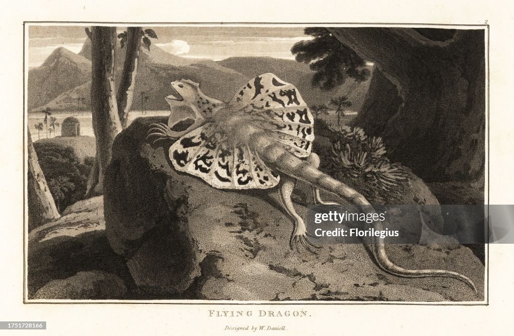 Flying dragon
