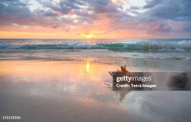 jamaica, conch shell on beach - conch shell stockfoto's en -beelden