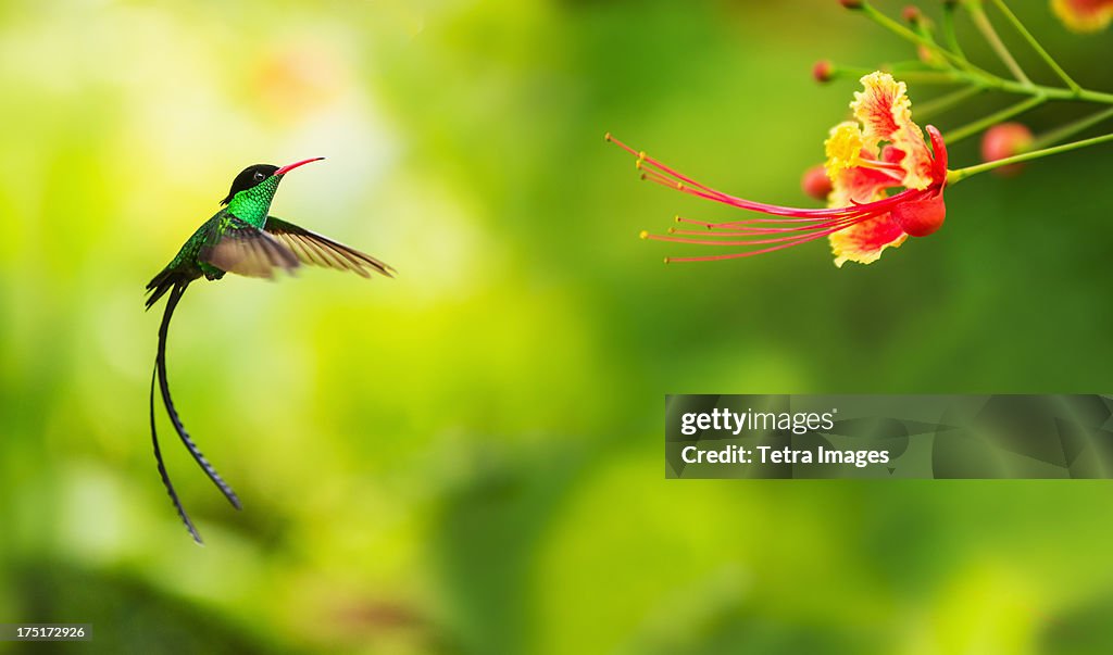 Jamaica, Hummingbird in flight