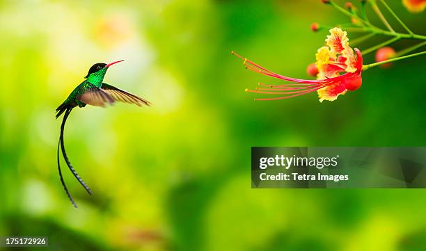 jamaica, hummingbird in flight - hummingbirds stock pictures, royalty-free photos & images