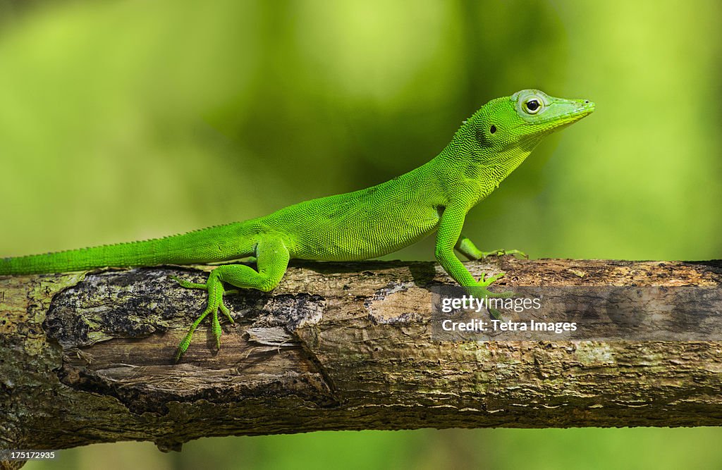 Jamaica, Green gecko on branch