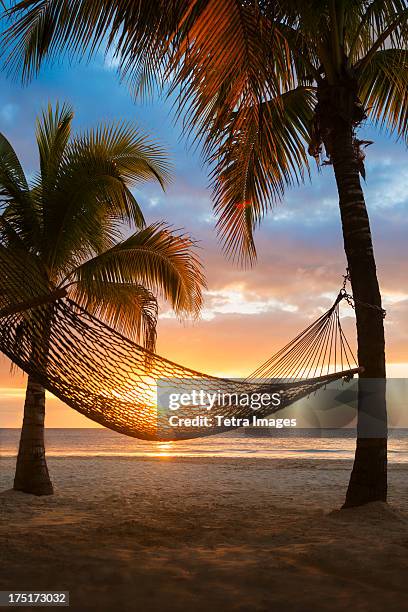 jamaica, hammock on beach at sunset - ジャマイカ ストックフォトと画像