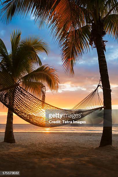 jamaica, hammock on beach at sunset - jamaica stock pictures, royalty-free photos & images