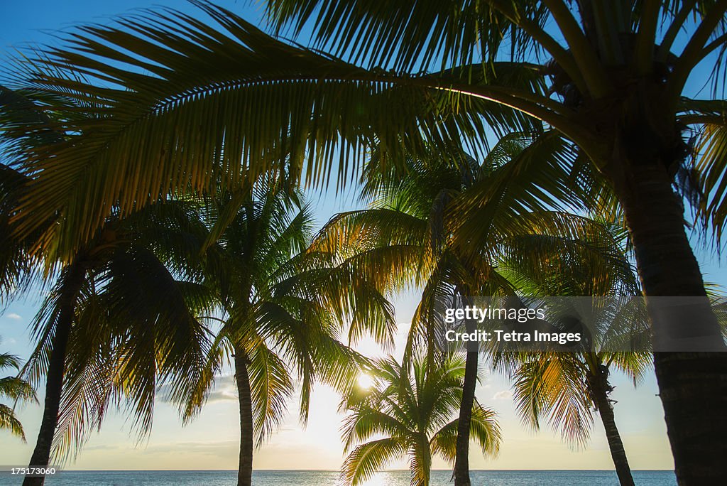 Jamaica, Palm trees and sea