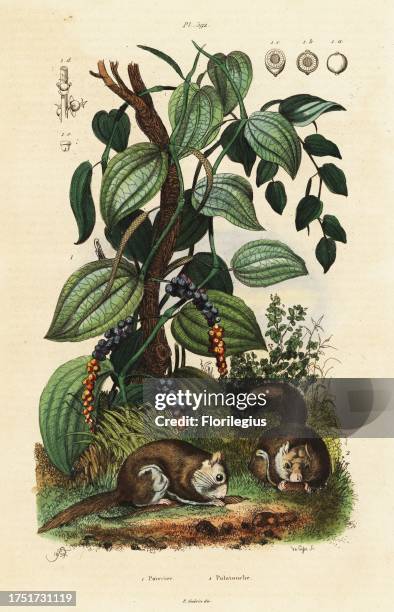 Black pepper, Piper nigrum, and southern flying squirrel or assapan, Glaucomys volans . Handcoloured steel engraving by du Casse after an...