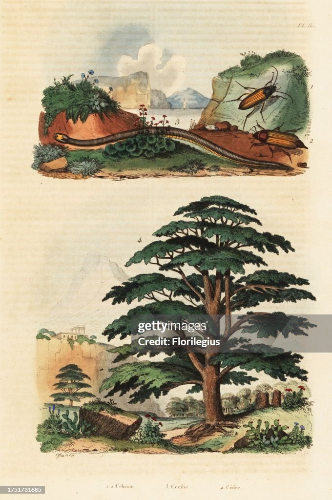 Cedar of Lebanon