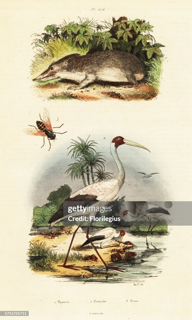 Greater hedgehog tenrec