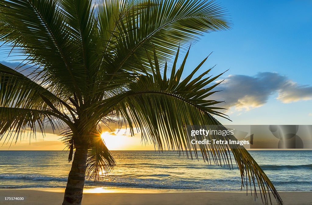 Jamaica, Palm tree on beach at sunset