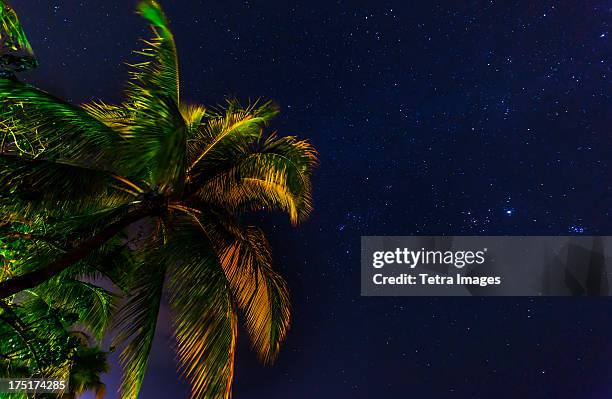 jamaica, palm tree against starry sky - jamaica palm trees stock pictures, royalty-free photos & images