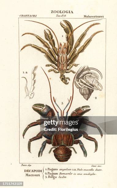 Hermit crab, Pagurus excavatus 1, common hermit crab in shell, Pagurus bernhardus 2, and coconut crab, Birgus latro 3. Paguro angoloso, Paguro...