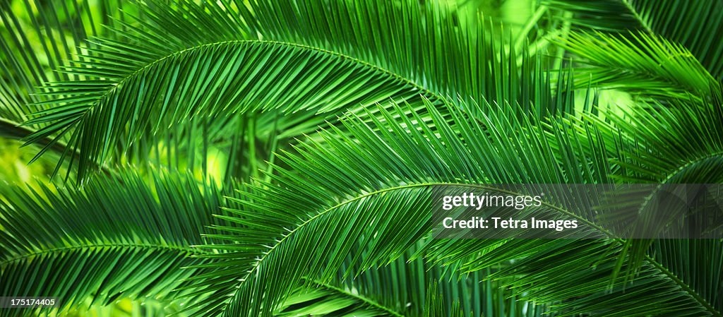 Jamaica, Palm leaves