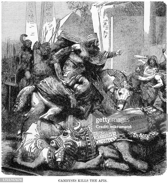old engraved illustration of cambyses ii (emperor of the achaemenid empire) killing the sacred bull apis or hapis - emperor stock pictures, royalty-free photos & images