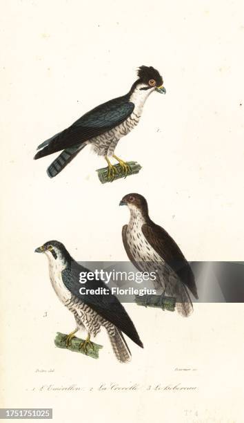 Merlin, Falco columbarius aesalon 1, kestrel, Falco tinnunculus 2, and Eurasian hobby, Falco subbuteo 3. L'emerillon, Falco aesalon, Le crecerelle,...