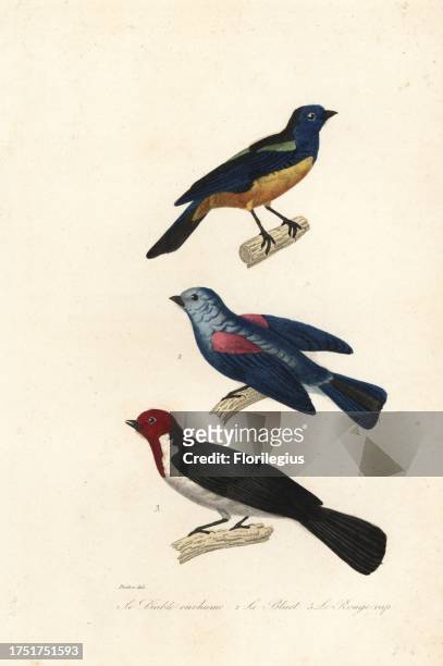Turquoise tanager, Tangara mexicana 1, blue-grey tanager, Thraupis episcopus 2, and red-capped cardinal, Paroaria gularis 3. Le diable-enrhume,...