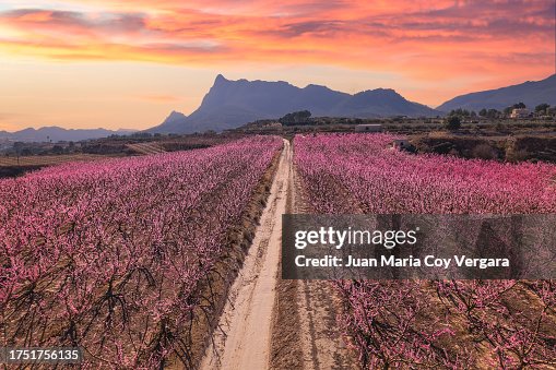 View from above of fields of peach trees and other crops during blossom in spring early in the morning, Cieza, Region of Murcia, Spain View from above of fields of peach trees and other crops during blossom in spring early in the morning, Cieza, Region of Murcia, Spain