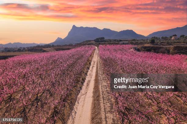 view from above of fields of peach trees and other crops during blossom in spring early in the morning, cieza, region of murcia, spain - almond blossom stock pictures, royalty-free photos & images