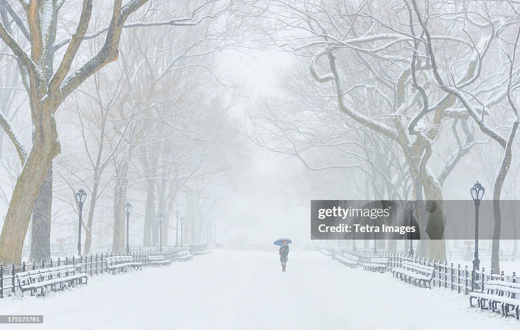 USA, New York, New York City, Central Park, The Mall in winter