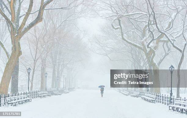 usa, new york, new york city, central park, the mall in winter - central park snow stock pictures, royalty-free photos & images