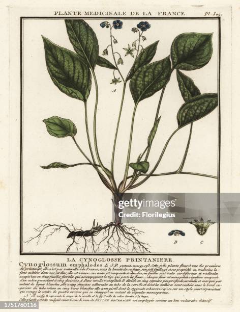Creeping navelwort or blue-eyed-Mary, Omphalodes verna. La cynoglosse printaniere, Cynoglossum omphaloides. Copperplate engraving printed in three...