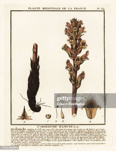 Bedstraw broomrape or simao broomstraw, Orobanche caryophyllacea. L'orobanche majeur, Orobanche major. Copperplate engraving printed in three colours...