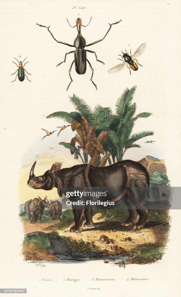 Indian rhinoceros, weevil, beetle and hoverfly