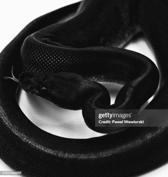 Block Python Snake 12,711 Black Snake Stock Photos, High-Res Pictures, and Images - Getty ...