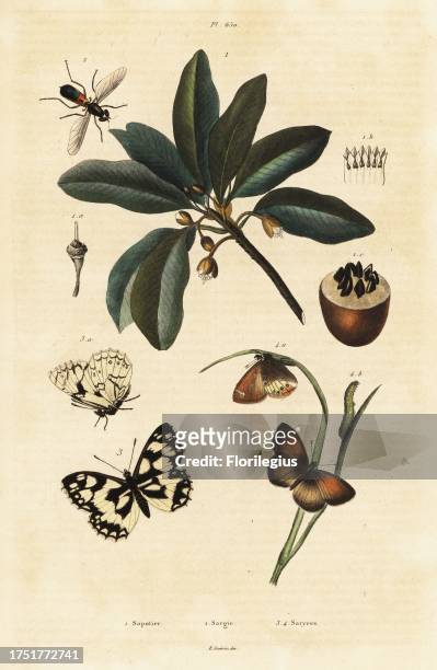 Sapodilla, Manilkara zapota , twin-spot centurion, Sargus bipunctatus , marbled white or demi-deuil, Melanargia galathea , Coenonympha arcania ....