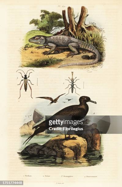 Roughtail rock agama, Stellagama stellio 1, rove beetle, Stenus biguttatus 2, longhorn beetle, Stenopterus rufus 3, and parasitic jaeger,...