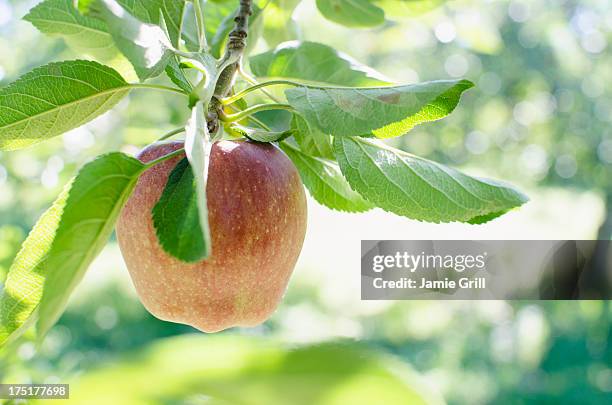 usa, new york, warwick, ripe apple hanging from branch - warwick état de new york photos et images de collection