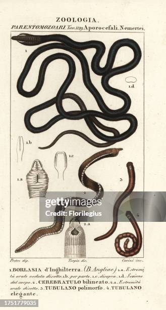 Bootlace worm, Lineus longissimus 1, Borlasia angliae 1, proboscis worm, Cerebratulus bilineatus 2, Cerebratulus bilineatus 2, ribbon worm, Tubulanus...