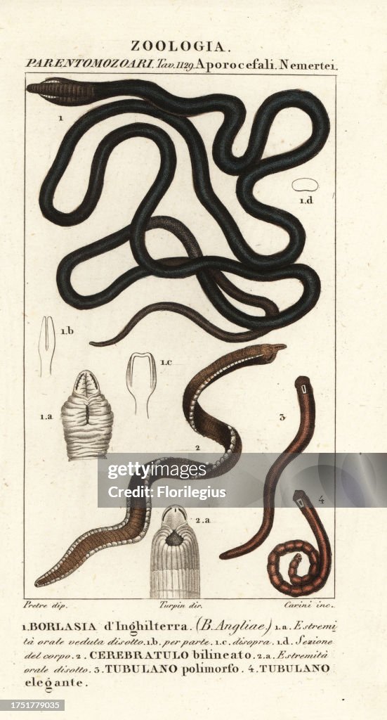 Bootlace worm, proboscis worm, ribbon worm