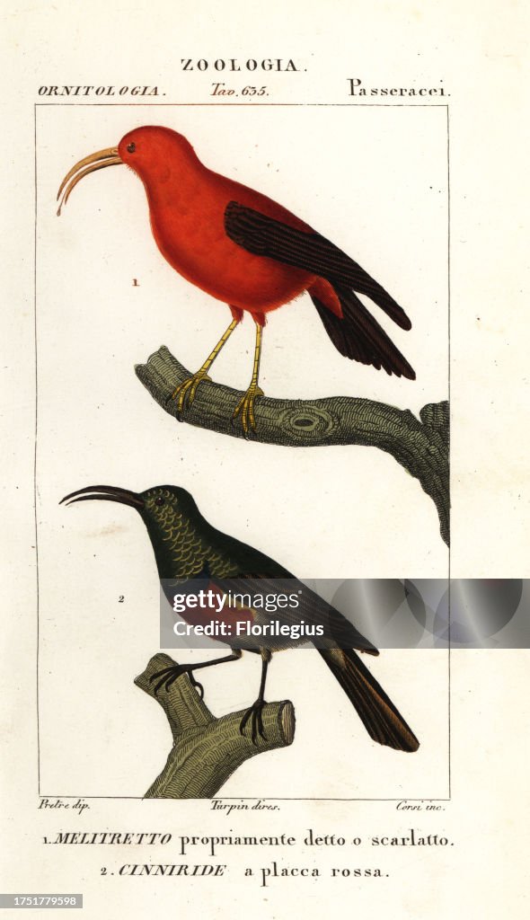 Iiwi and greater double-collared sunbird