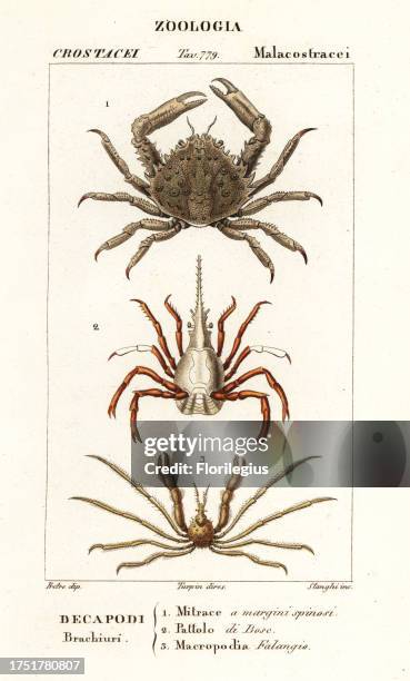Coral clinging crab, Mithrax hispidus 1, arrow crab, Stenorhynchus lanceolatus 2, and Leach's spider crab, Inachus phalangium 3. Mitrace a margini...