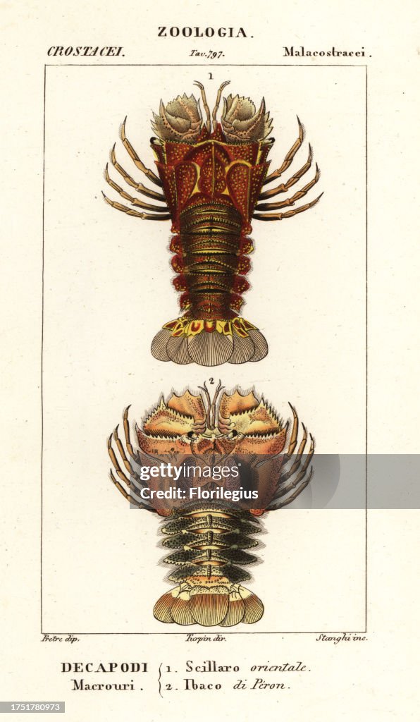 Slipper lobster and butterfly fan lobster