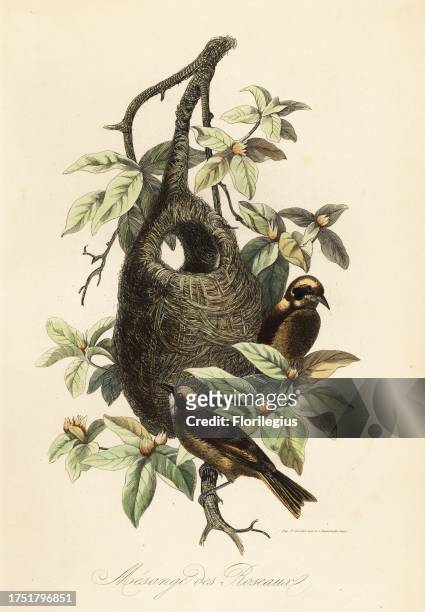 Penduline tit, Remiz pendulinus, and bag nest. Mesange des Roseaux. Copied from an illustration by Adolph Fries in Felix-Edouard Guerin-Meneville's...