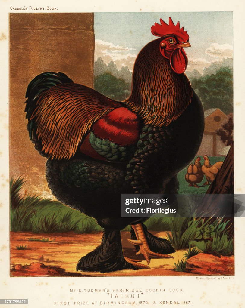 Partridge cochin cock