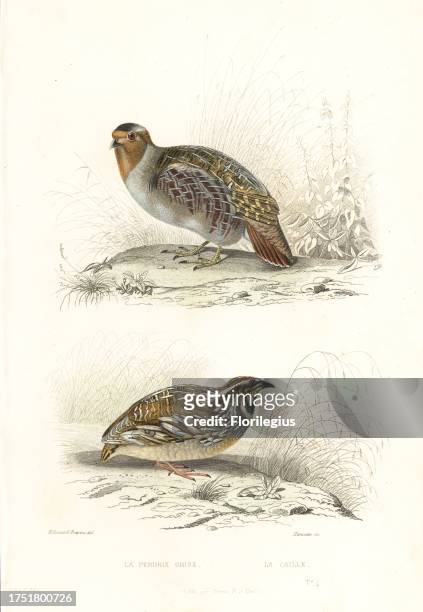 Grey partridge, Perdix perdix, and common quail, Coturnix coturnix. Le perdrix grise, Tetrao perdix, Le caille, Tetrao coturnix. Handcoloured steel...