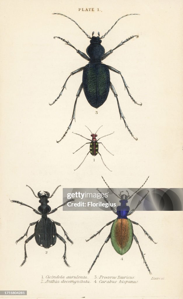 Tiger beetle and ground beetles