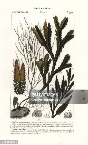 Serrated wrack, Fucus serratus 1, Desmarest's flattened weed, Desmarestia aculeata 2, and brown algae, Halidrys siliquosa 3. Handcoloured copperplate...