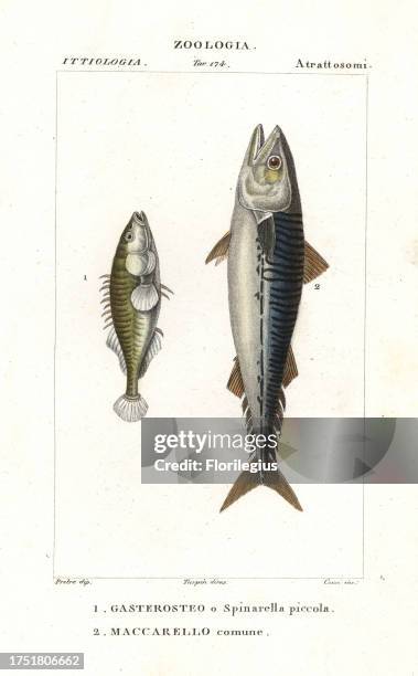 Three-spined stickleback, Gasterosteus aculeatus 1, and Atlantic mackerel, Scomber scombrus 2. Gasterosteo o Spinarella piccola, Maccarello comune....