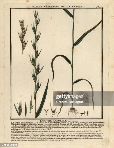 Poison darnel, darnel ryegrass or cockle, L'yvroie annuelle, l'ivraie annuelle, Lolium temulentum. Copperplate engraving printed in three colours by...