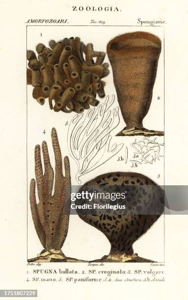 Species of marine demosponges and soft corals. Callyspongia bullata 1, Spongia crogiuolo 2, Spongia vulgare 3, Amphimedon complanata 4, Halichondria...