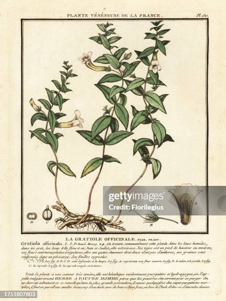 Herb of grace, common hedgehyssop, La gratiole officinale, Gratiola officinalis. Copperplate engraving printed in three colours by Pierre Bulliard...