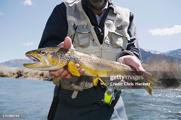 usa, wyoming, man holding trout - brown trout stock pictures, royalty-free photos & images