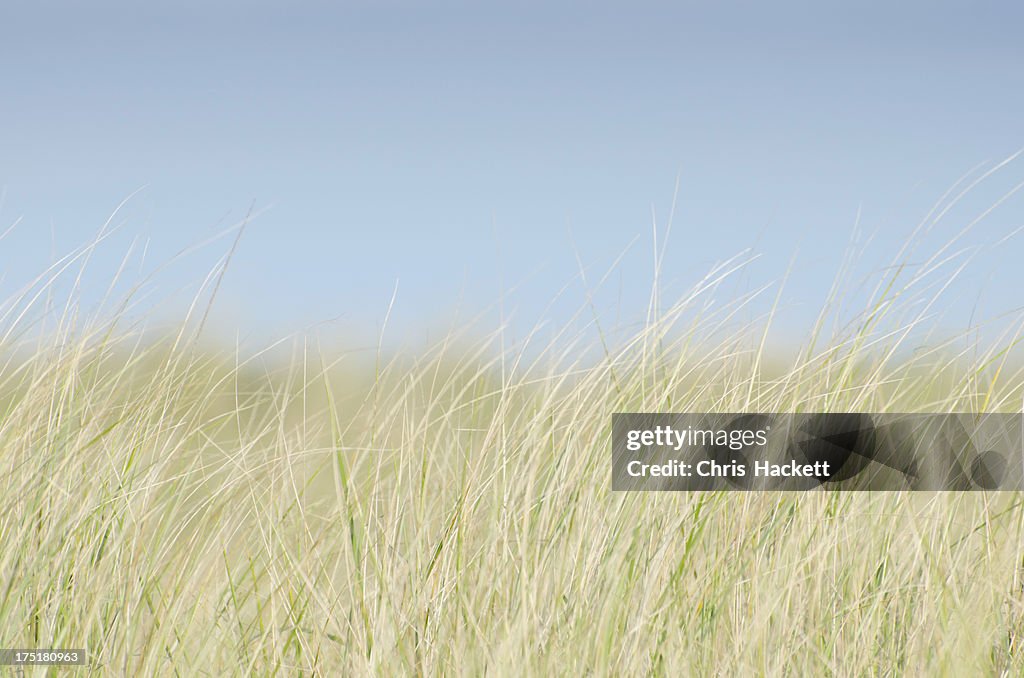 USA, Massachusetts, Nantucket, Dune Grass on empty sky