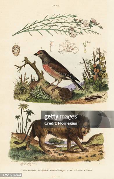 Common linnet, Linaria cannabina 1, egg of the Eurasian tree sparrow, Passer montanus 1a, Cape lion, Panthera leo melanochaita 2, liseron a balais,...