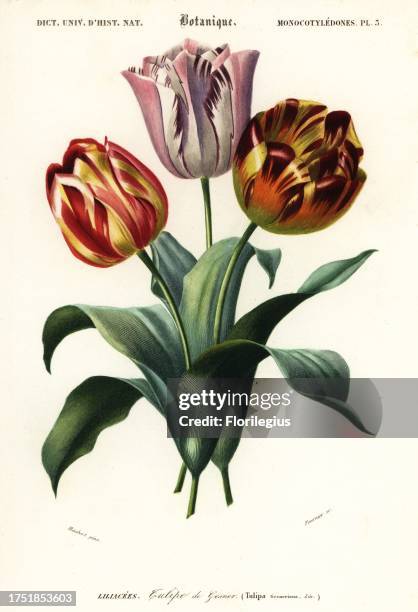 Garden tulip or Didier's tulip cultivars, Tulipa gesneriana. Tulipe de Gesner. Handcoloured steel engraving by Felicie Fournier after an illustration...