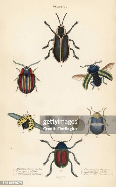Alurnus marginatus 1, Eumolpus curpreus 2, Chrysolina cerealis 3, dead-nettle leaf beetle, Chrysolina fastuosa 4, Oedionychis cincta 5 and 22-spot...